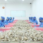 SGBEST Dried Bird's Nest - Cup Grade (250g)